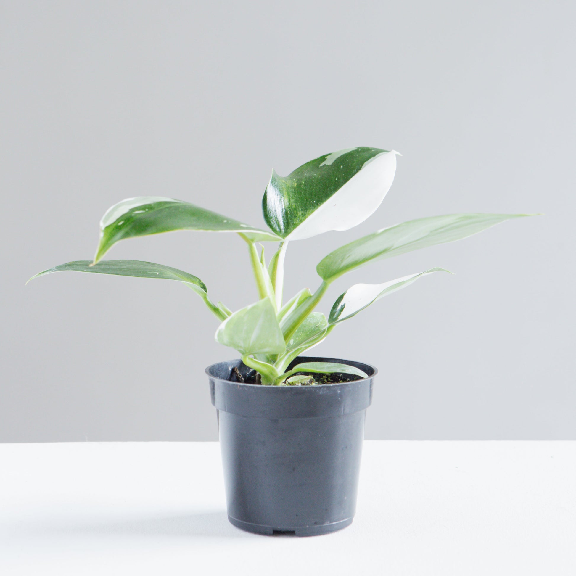 White Wizard: Philodendron erubescens - 4 inch pot — in white planter — indoor plant for sale by Promise Supply for delivery and pickup in Toronto.