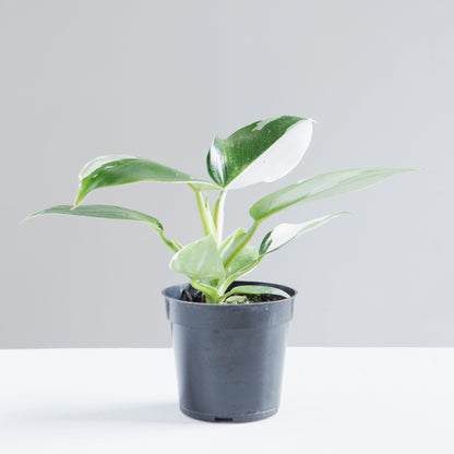 White Wizard: Philodendron erubescens - 4 inch pot — in white planter — indoor plant for sale by Promise Supply for delivery and pickup in Toronto.