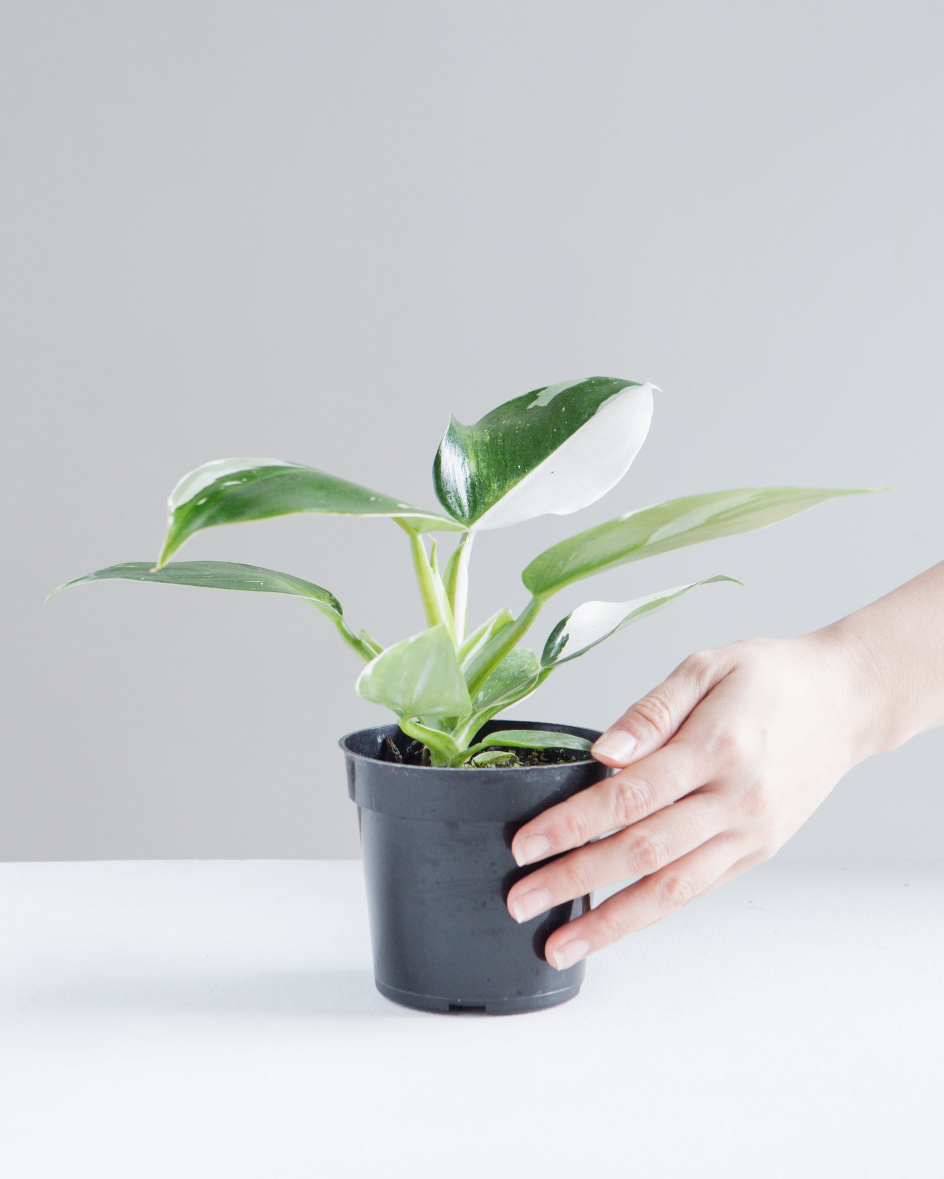White Wizard: Philodendron erubescens - 4 inch pot — in white planter — indoor plant for sale by Promise Supply for delivery and pickup in Toronto.