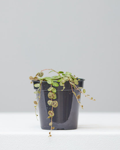 String of Turtles: Peperomia prostrata - 4 inch pot