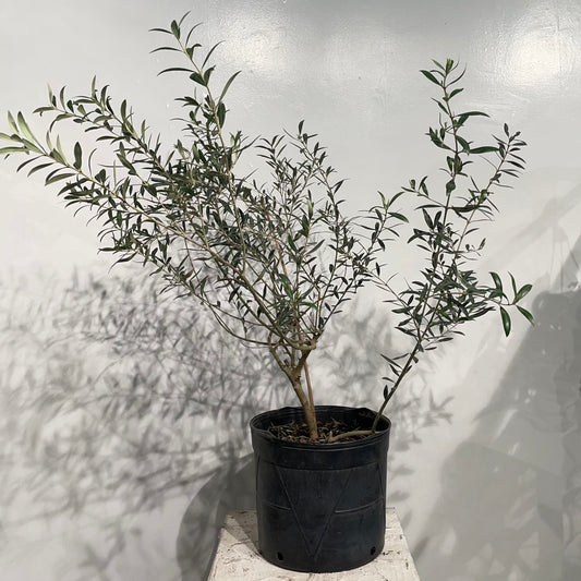 Olive Tree: Olea europaea 'Arbequina' - 7GAL/14 inch pot - 4 foot tall