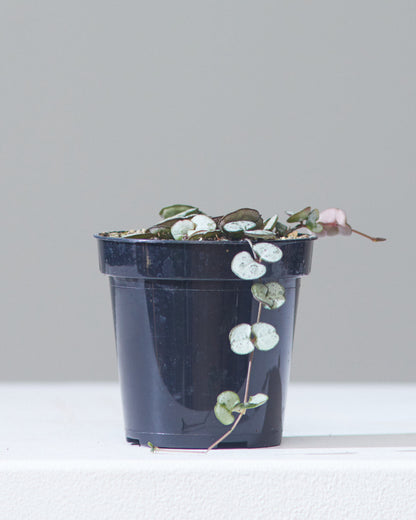 String of Hearts: Ceropegia woodii - 4 inch pot