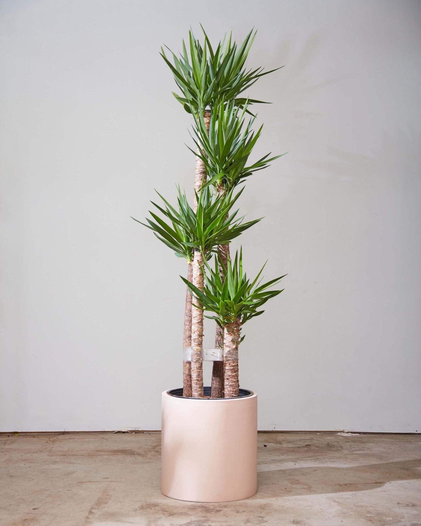 Yucca Staggered Cane: Yucca gigantea - 14 inch pot - 5-6 foot tall — indoor plant — indoor plant for sale by Promise Supply for delivery and pickup in Toronto.