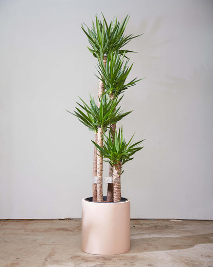 Yucca Staggered Cane: Yucca gigantea - 14 inch pot - 5-6 foot tall — indoor plant — indoor plant for sale by Promise Supply for delivery and pickup in Toronto.