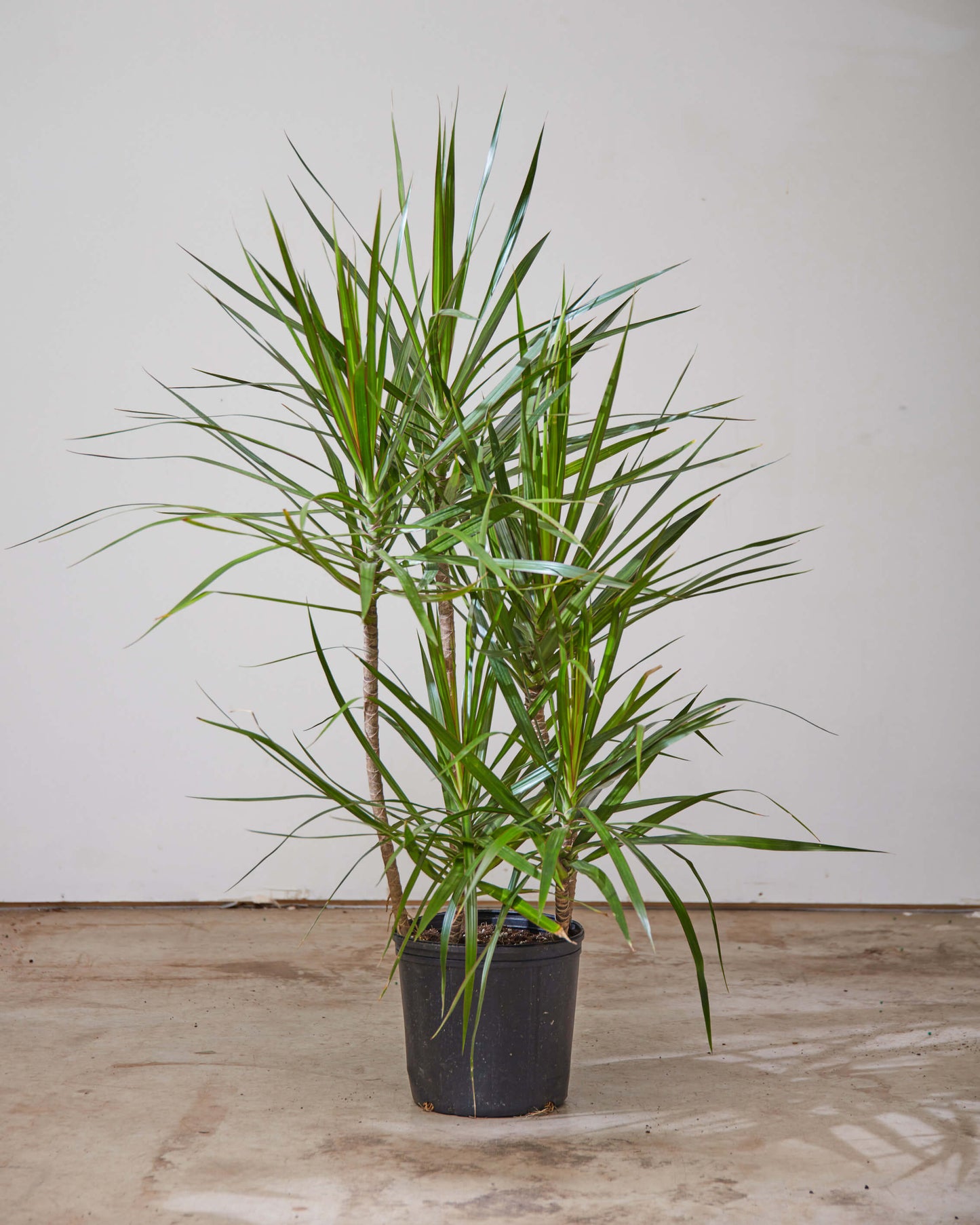 Staggered Dragon Tree: Dracaena marginata - 12 inch pot - 5-5.5 foot tall