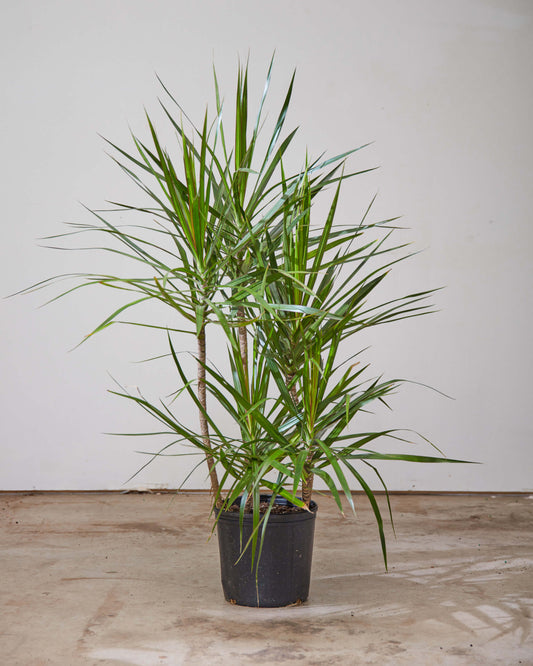 Staggered Dragon Tree: Dracaena marginata - 12 inch pot - 5-5.5 foot tall