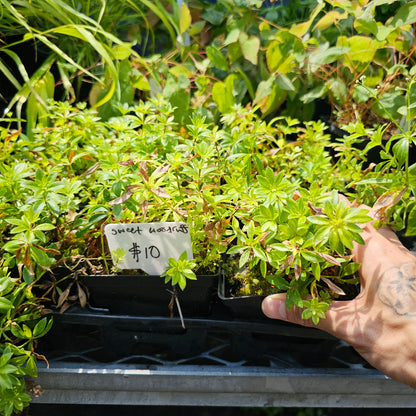 Sweet Woodruff: Galium odoratum - 10CM Pot
