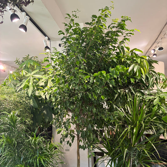 Weeping Fig Tree: Ficus benjamina - 17 inch pot - 6.5-8 foot tall