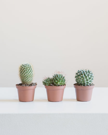 Assorted Cactus - 3 inch pot — indoor plant — indoor plant for sale by Promise Supply for delivery and pickup in Toronto.