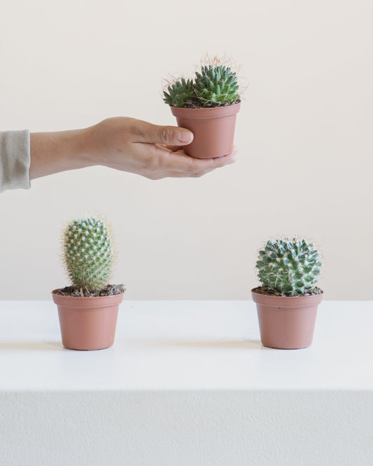 Assorted Cactus - 3 inch pot — indoor plant — indoor plant for sale by Promise Supply for delivery and pickup in Toronto.