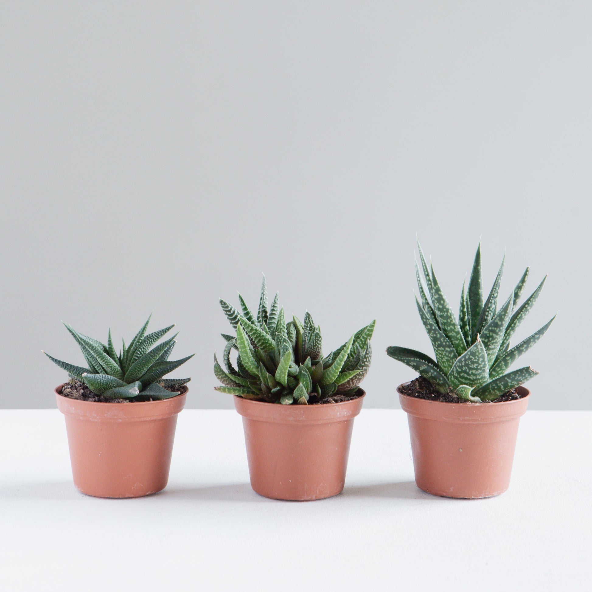 Assorted Haworthia/Gasteria - 5 inch pot — indoor plant — indoor plant for sale by Promise Supply for delivery and pickup in Toronto.