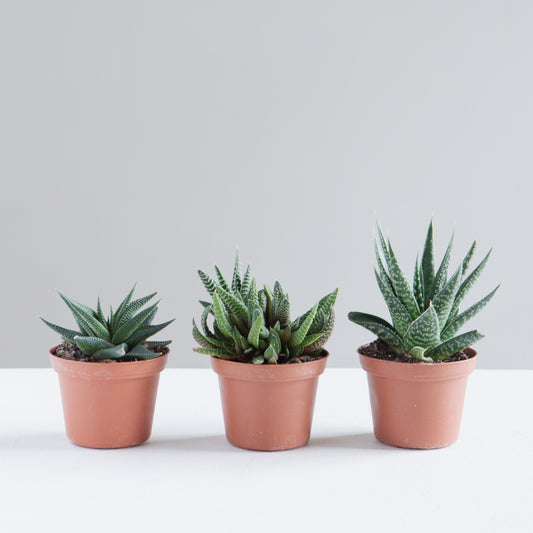 Assorted Haworthia/Gasteria - 5 inch pot — indoor plant — indoor plant for sale by Promise Supply for delivery and pickup in Toronto.