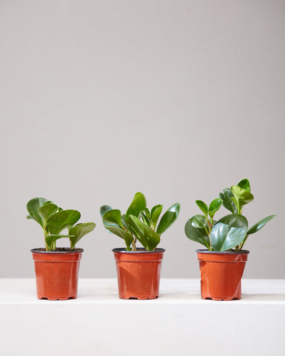 Baby Rubber Plant: Peperomia obtusifolia - 4 inch pot