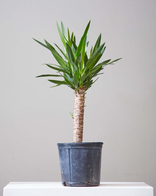 Yucca Cane: Yucca gigantea - 8 inch pot - 2-3 foot tall