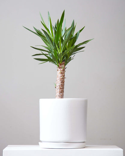 Yucca Cane: Yucca gigantea - 8 inch pot - 2-3 foot tall