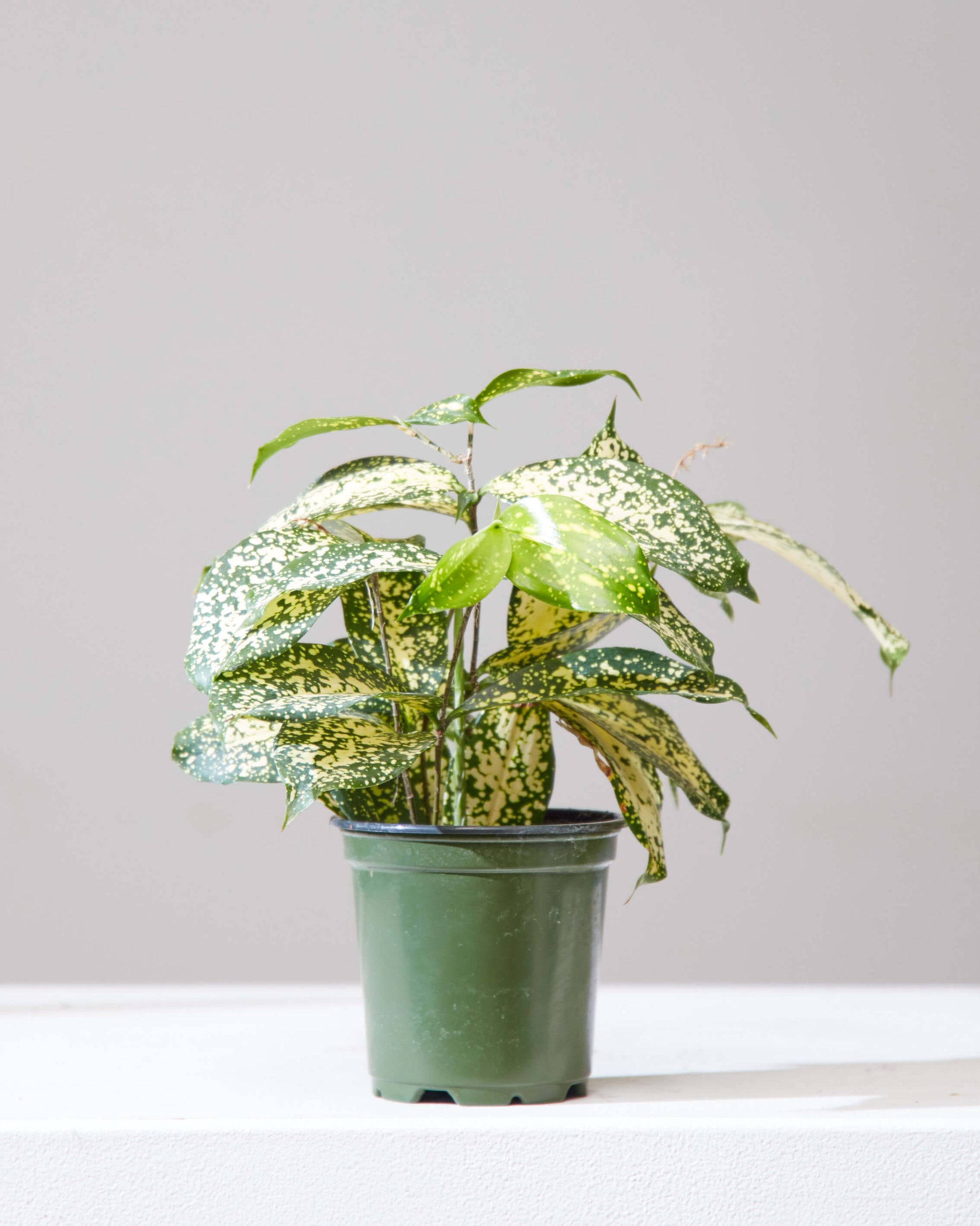 dracaena florida beauty plant Florida Beauty Cane: Dracaena - 4" Pot