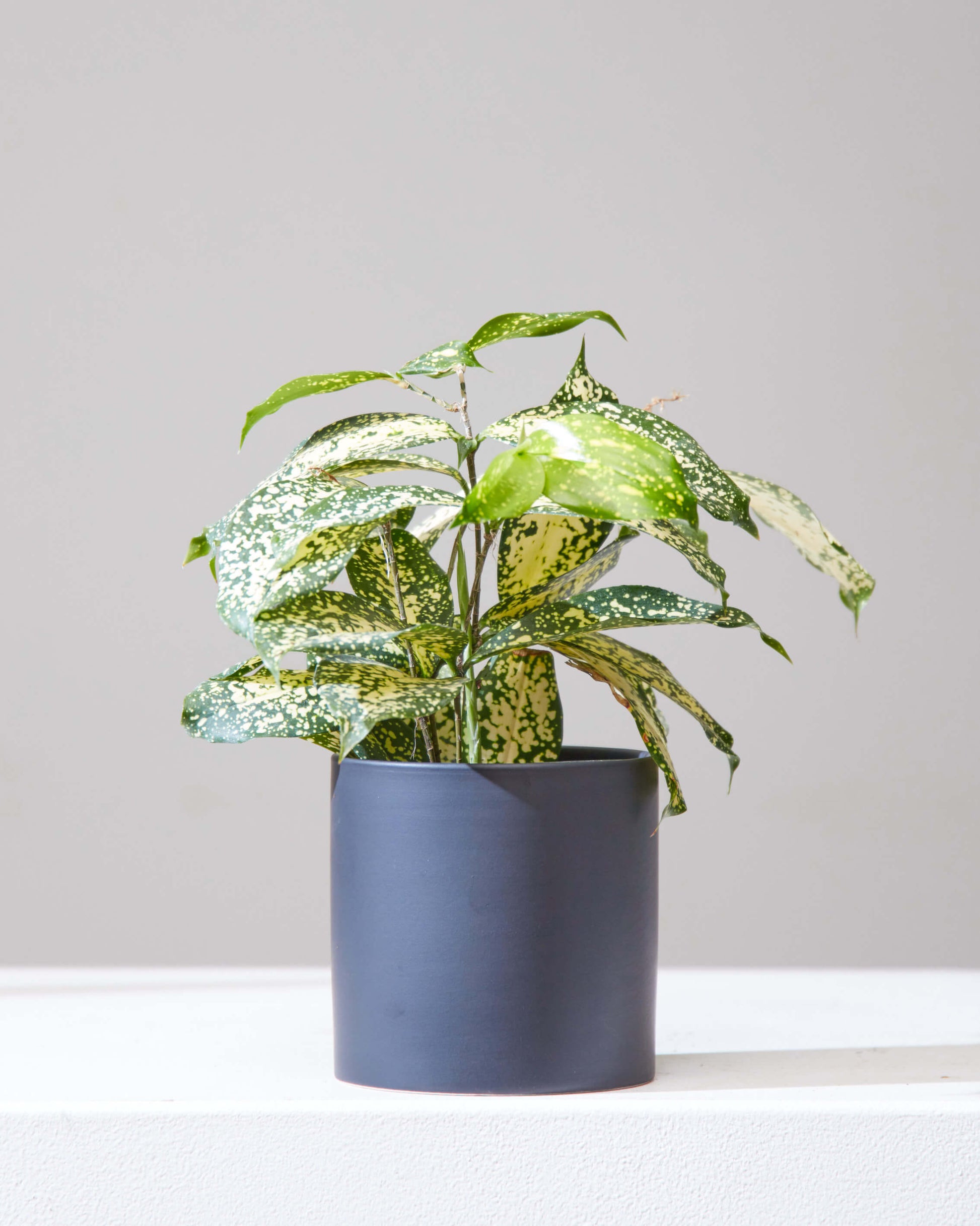 dracaena florida beauty humidity Florida Beauty Cane: Dracaena - 4" Pot