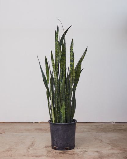 Black Coral Snake Plant: Sansevieria trifasciata - 10 inch pot - 2-3 foot tall