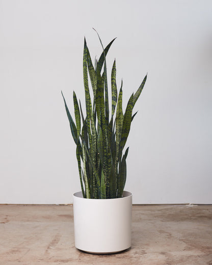 Black Coral Snake Plant: Sansevieria trifasciata - 10 inch pot - 2-3 foot tall