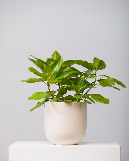 Yellow Gem Fig Bush: Ficus altissima - 10 inch pot - 2.5-3.5 foot tall