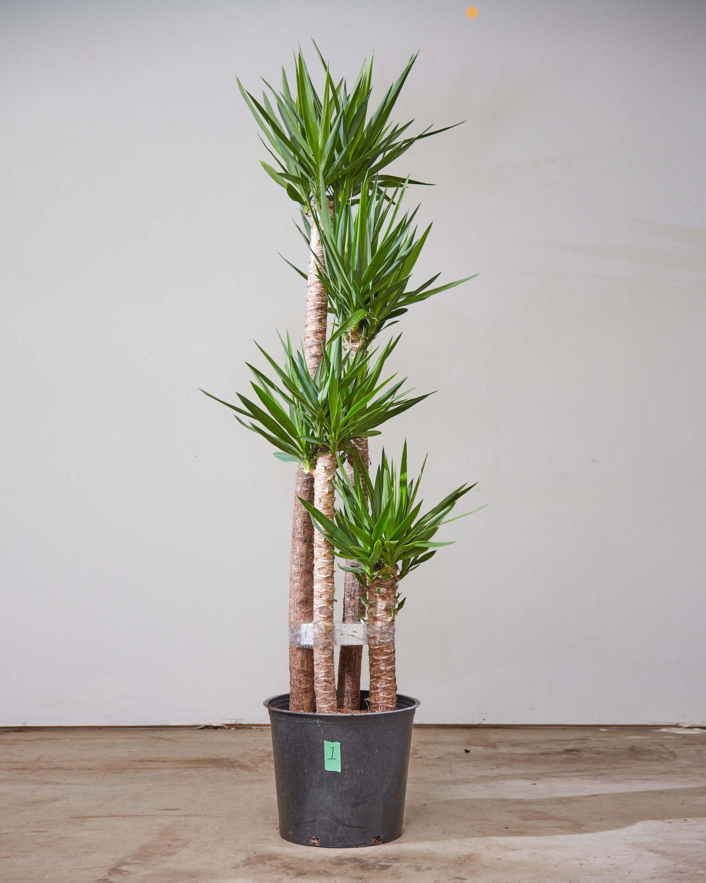 Yucca Staggered Cane: Yucca gigantea - 14 inch pot - 5-6 foot tall — indoor plant — indoor plant for sale by Promise Supply for delivery and pickup in Toronto.