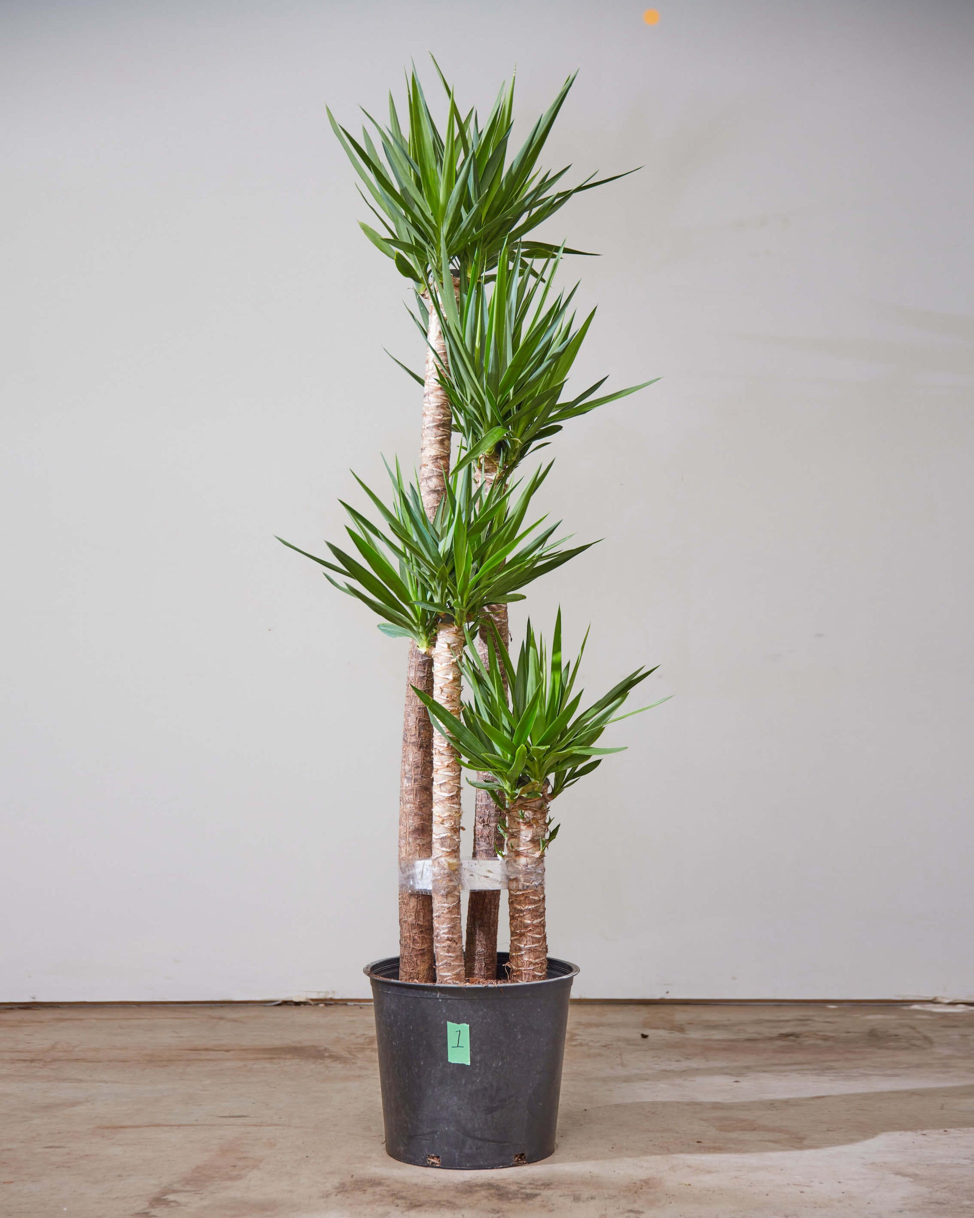 Yucca Staggered Cane: Yucca gigantea - 14 inch pot - 5-6 foot tall — indoor plant — indoor plant for sale by Promise Supply for delivery and pickup in Toronto.