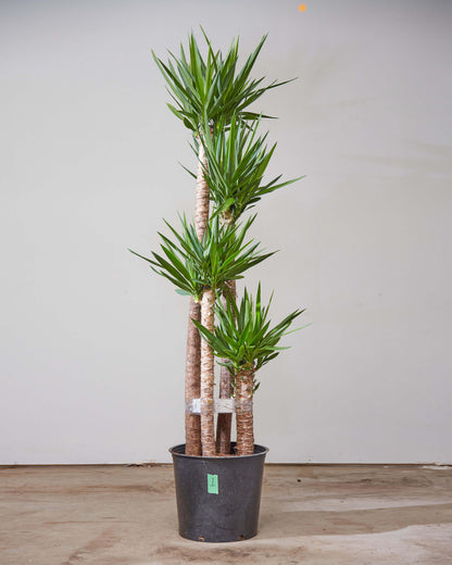Yucca Staggered Cane: Yucca gigantea - 14 inch pot - 5-6 foot tall — indoor plant — indoor plant for sale by Promise Supply for delivery and pickup in Toronto.