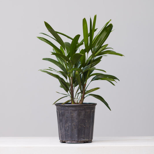 Lady Palm: Rhapis excelsa - 8 inch pot