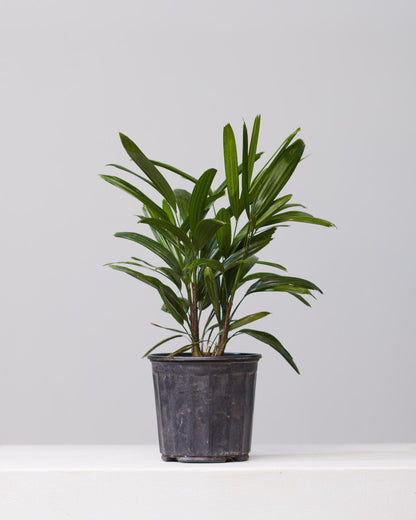 Lady Palm: Rhapis excelsa - 8 inch pot