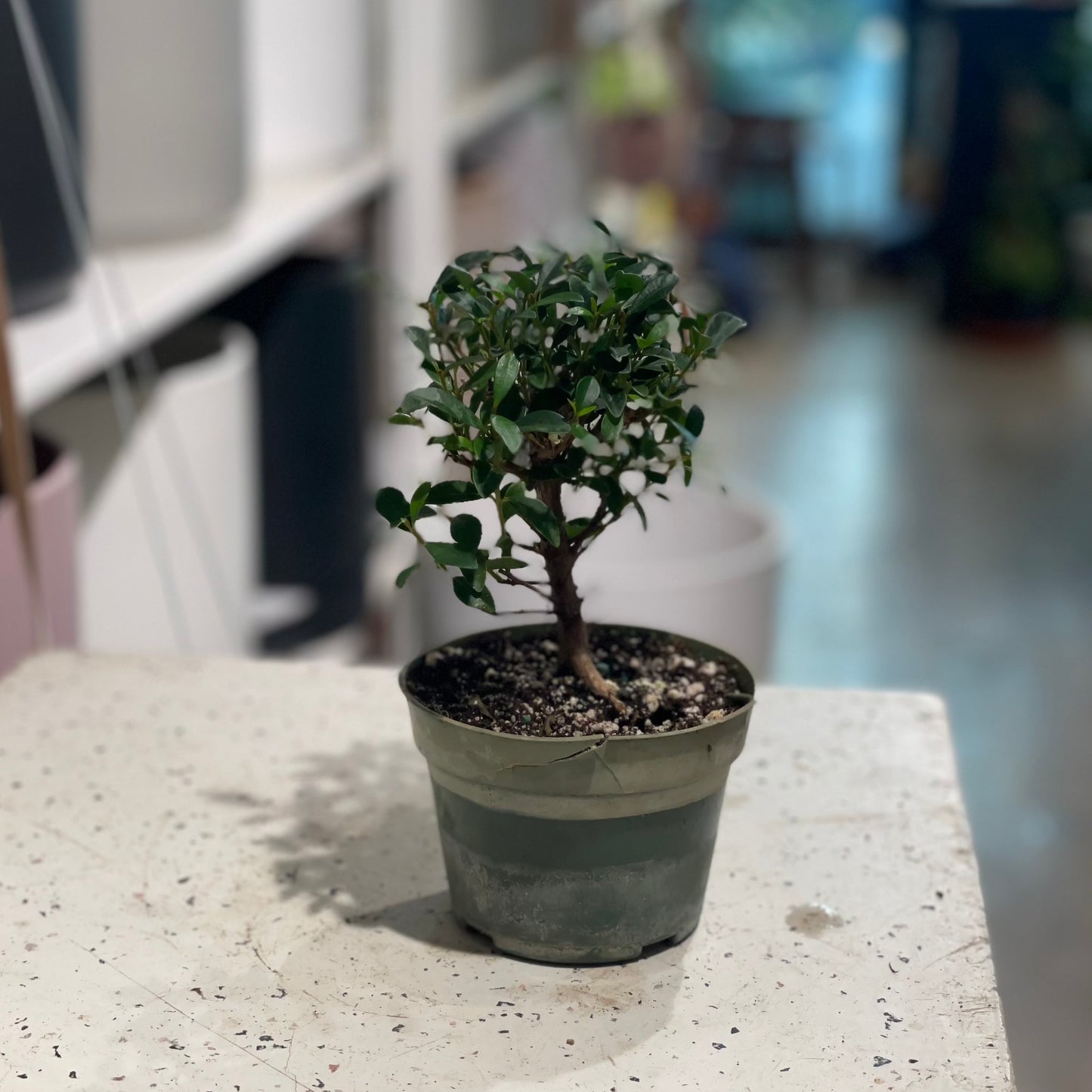 Dwarf Weeping Fig Tree: Ficus benjamina 'Little Leaf' - 4 inch pot