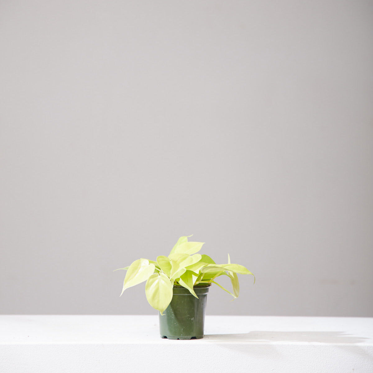 Lemon Heart Leaf: Philodendron cordatum 'Neon' - 4 inch pot — indoor plant — indoor plant for sale by Promise Supply for delivery and pickup in Toronto.