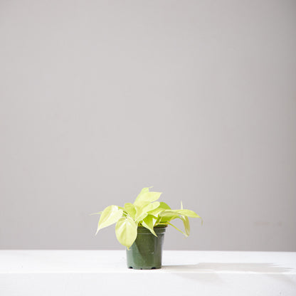 Lemon Heart Leaf: Philodendron cordatum 'Neon' - 4 inch pot — indoor plant — indoor plant for sale by Promise Supply for delivery and pickup in Toronto.