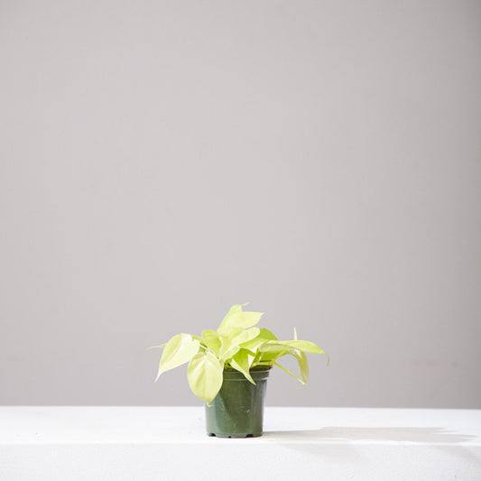 Lemon Heart Leaf: Philodendron cordatum 'Neon' - 4 inch pot — indoor plant — indoor plant for sale by Promise Supply for delivery and pickup in Toronto.