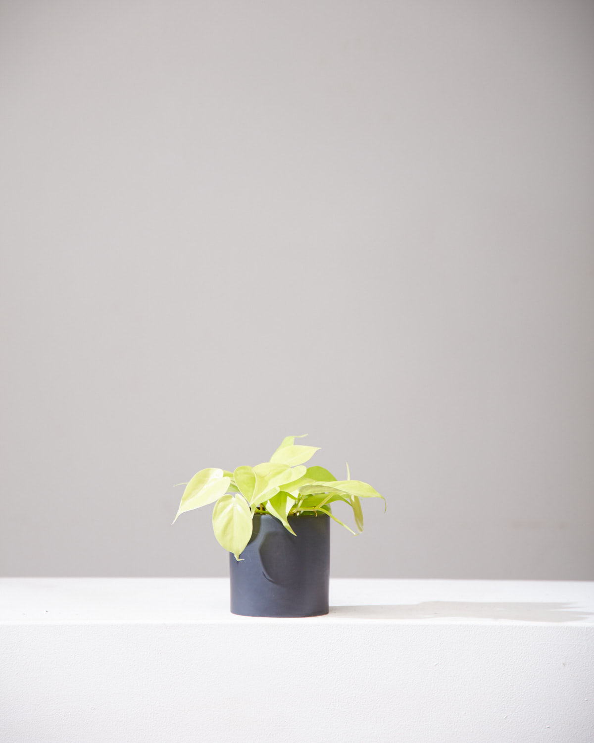 Lemon Heart Leaf: Philodendron cordatum 'Neon' - 4 inch pot — indoor plant — indoor plant for sale by Promise Supply for delivery and pickup in Toronto.