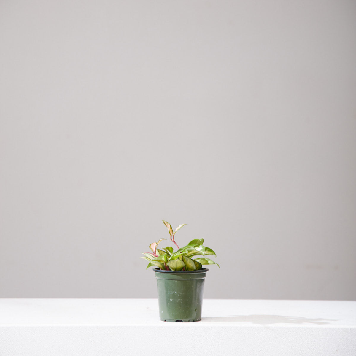 Crimson Princess Wax Plant: Hoya carnosa - 4 inch pot — indoor plant — indoor plant for sale by Promise Supply for delivery and pickup in Toronto.