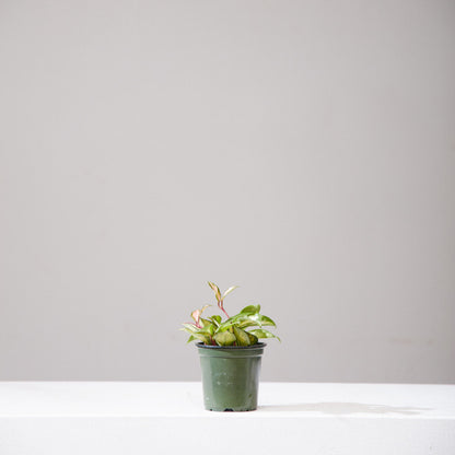 Crimson Princess Wax Plant: Hoya carnosa - 4 inch pot — indoor plant — indoor plant for sale by Promise Supply for delivery and pickup in Toronto.