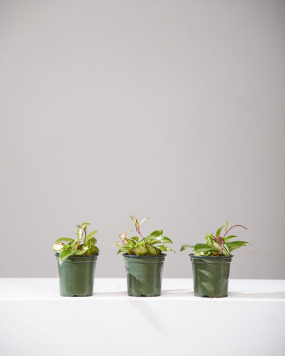 Crimson Princess Wax Plant: Hoya carnosa - 4 inch pot — indoor plant — indoor plant for sale by Promise Supply for delivery and pickup in Toronto.