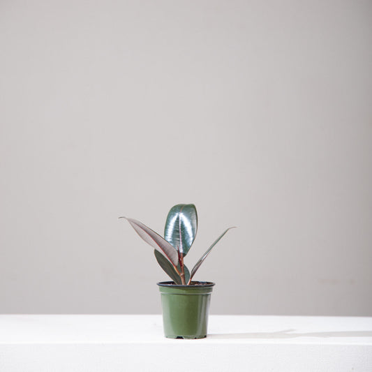 Burgundy Rubber Plant: Ficus elastica - 4 inch pot