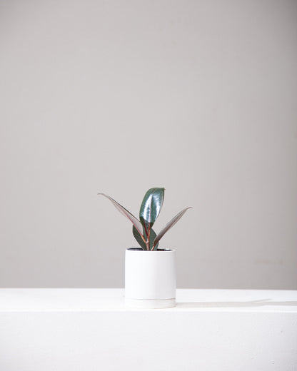 Burgundy Rubber Plant: Ficus elastica - 4 inch pot