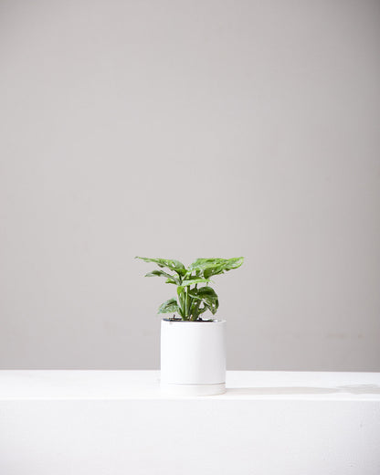 Swiss Cheese Vine: Monstera adansonii - 4 inch pot