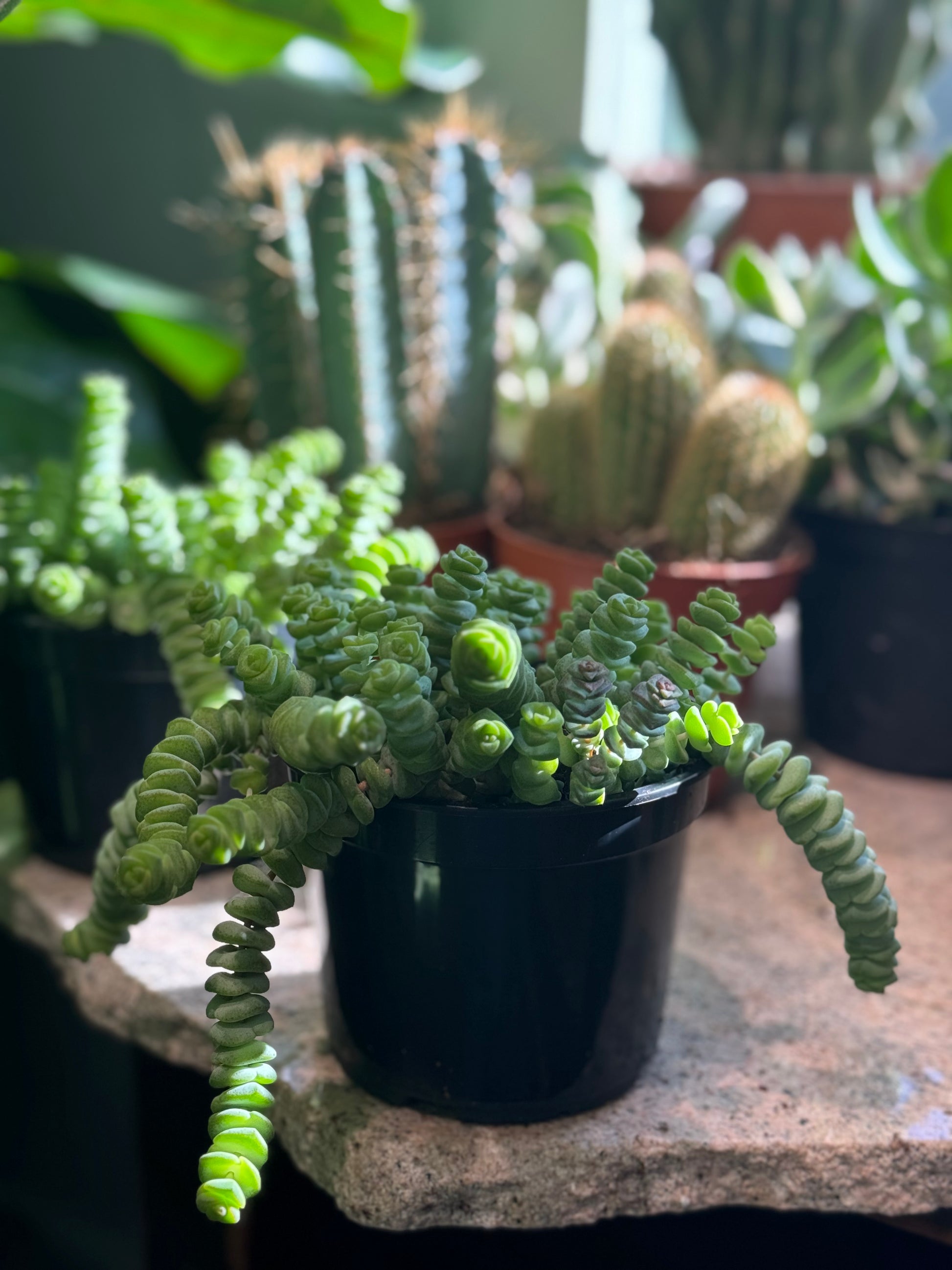 jade necklace succulent care Jade Necklace Crassula - 5" Pot