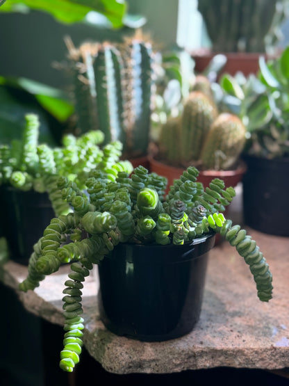 jade necklace plant care Jade Necklace Crassula - 5" Pot