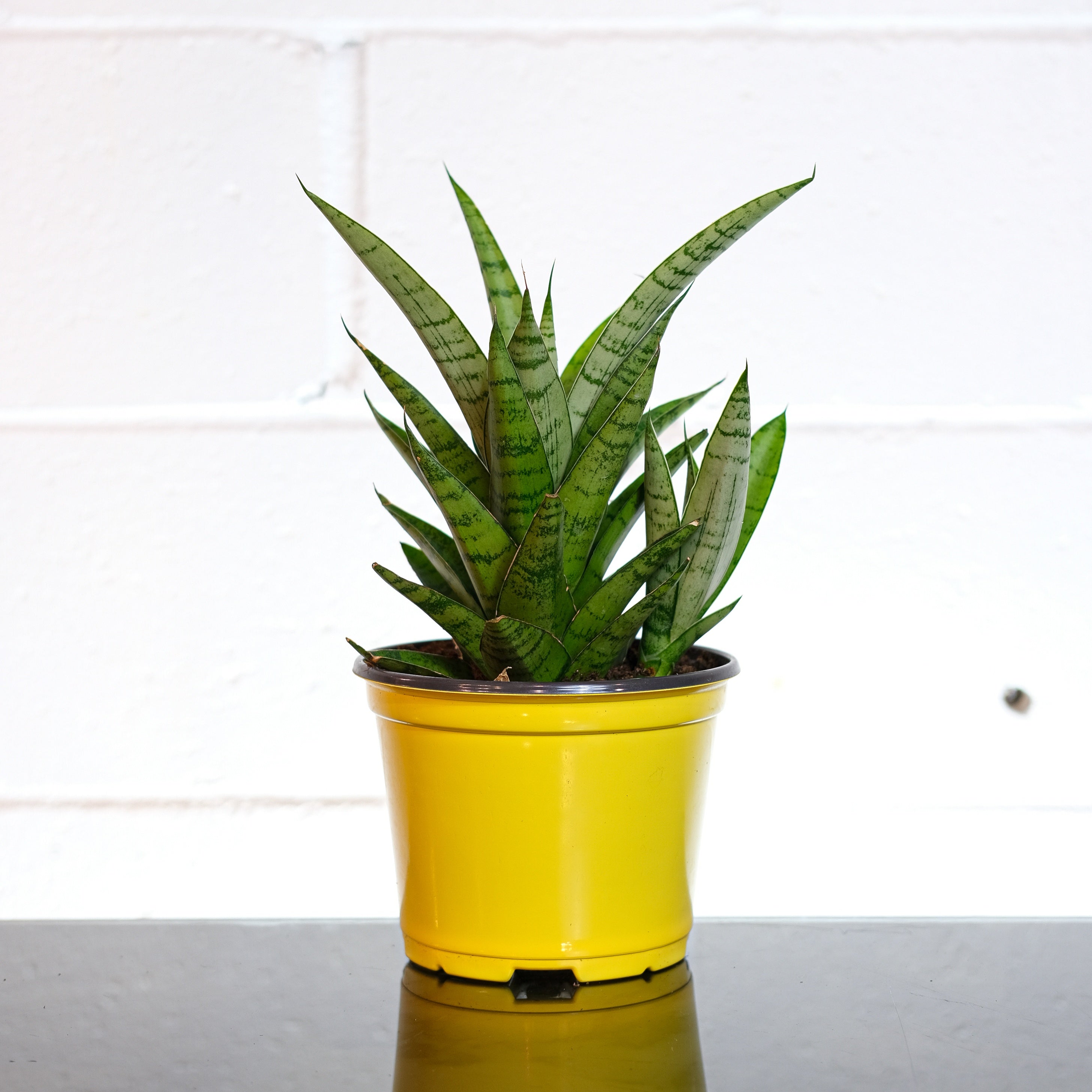 Tough Lady Snake Plant: Sansevieria trifasciata ssp. - 4 inch pot ...