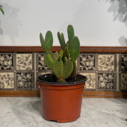 Bunny Ears Cactus: Opuntia microdasys - 6 inch pot