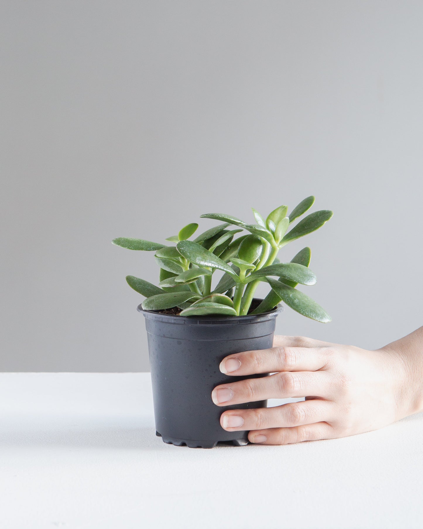 Jade Plant: Crassula ovata - 5 inch pot