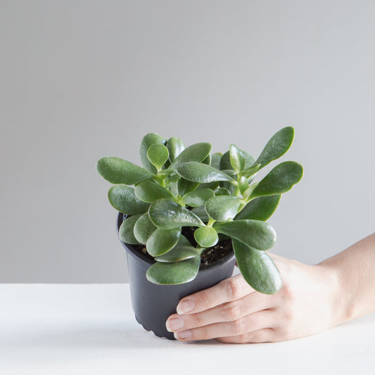 Jade Plant: Crassula ovata - 5 inch pot — indoor plant — indoor plant for sale by Promise Supply for delivery and pickup in Toronto.
