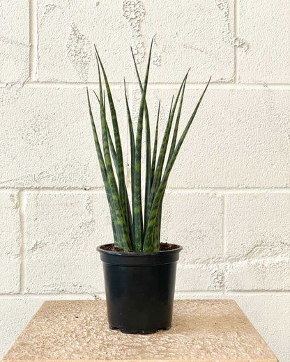 Fernwood Mikado Snake Plant: Sansevieria bacularis - 5 inch pot