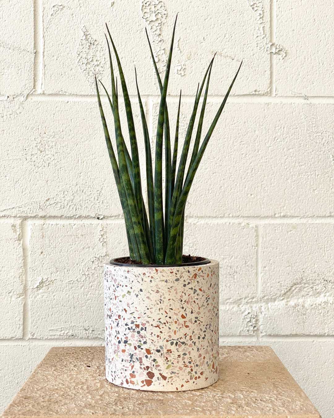 Fernwood Mikado Snake Plant: Sansevieria bacularis - 5 inch pot