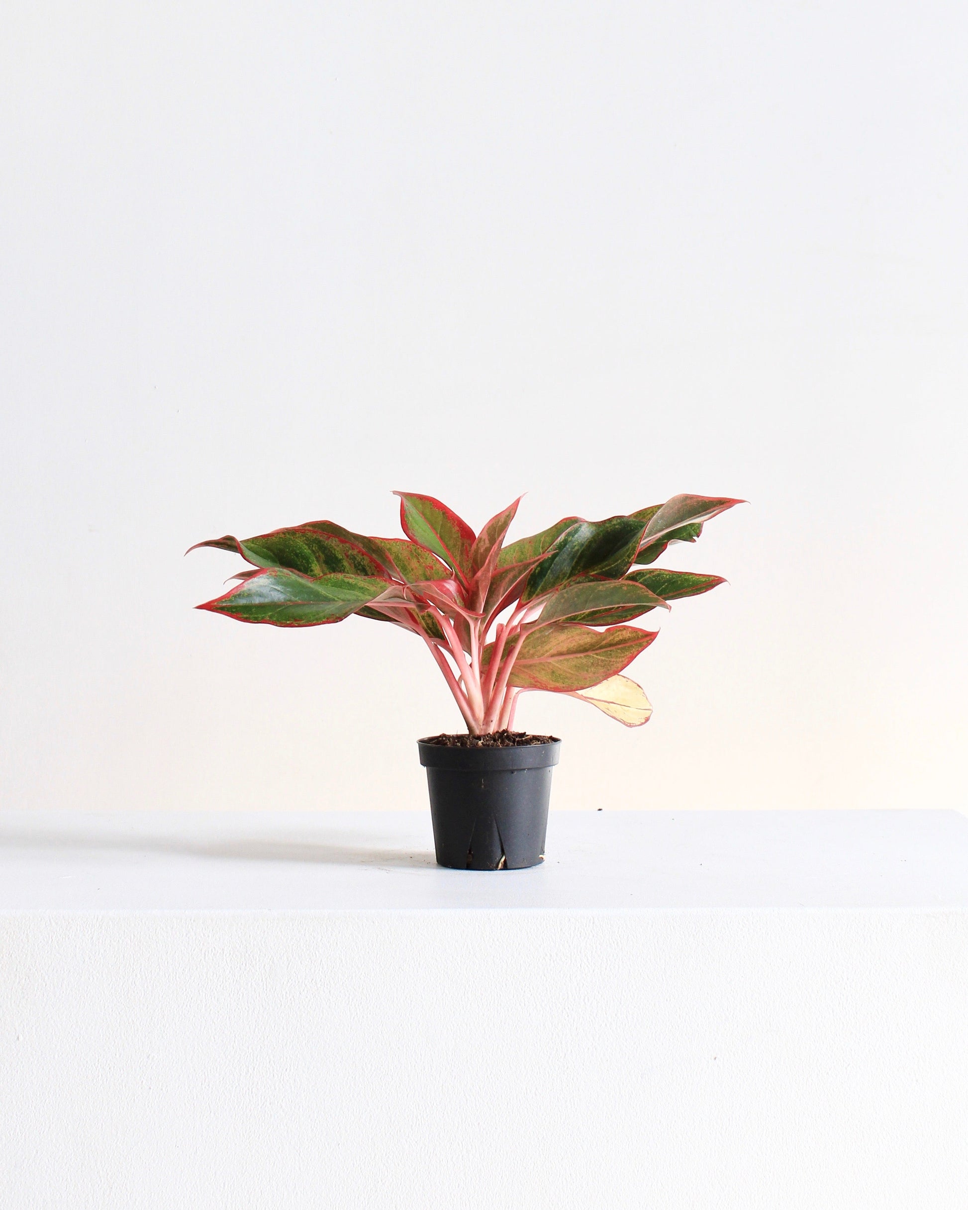 Siam Red Gold Chinese Evergreen: Aglaonema - 5 inch pot — indoor plant — indoor plant for sale by Promise Supply for delivery and pickup in Toronto.