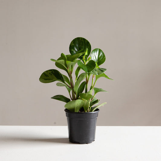 Variegated Baby Rubber Plant: Peperomia obtusifolia 'Lemon Lime' - 4 inch pot